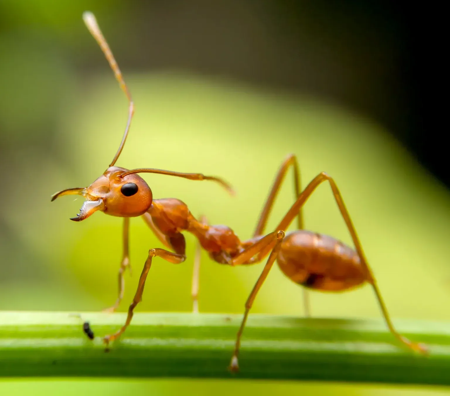Professional Ant Exterminator and Nest Control in Milton and Brampton
