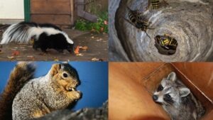 Humane Raccoon and Wildlife Removal in Brampton and GTA