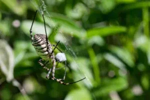 Safe Spider and Fly Pest Control Services