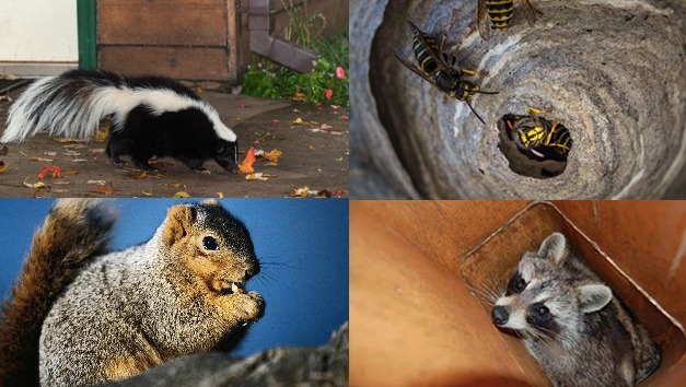 Humane wildlife removal for raccoons and squirrels in Milton and Brampton